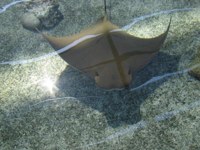 You can 'pet' these rays - it's very cool.