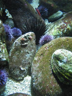 Sea urchins.