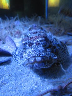 stonefish