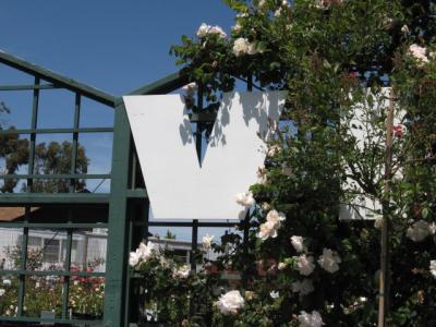 Vintage Gardens, May 28, 2006