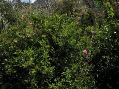 r. roxburghii, 'Chestnut Rose'