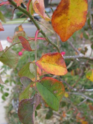 foliage - Duc d'Angouleme