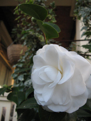 Nuccios Gem camellia (A530)