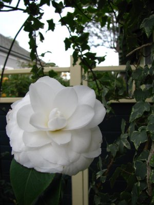Nuccio's Gem camellia (SX100)