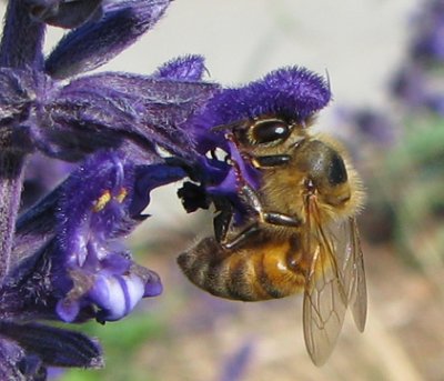 Bee s5 crop3.jpg