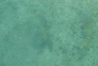 GBR45.jpg