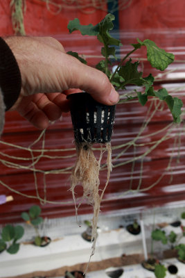 Aquaponic Kale Root Growth - Week 4