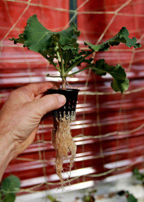 Aquaponic Kale Root Growth - Week 6