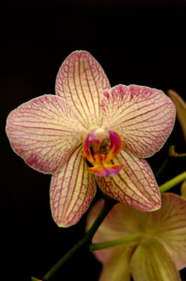 Orquidea