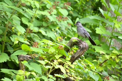 Catbird