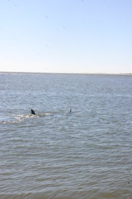 IMG_1229.jpg