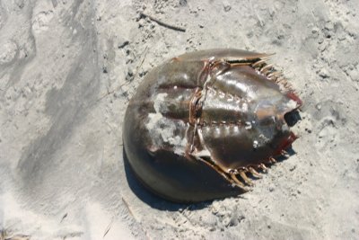 IMG_1232.jpg