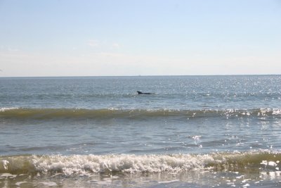 IMG_1254.jpg