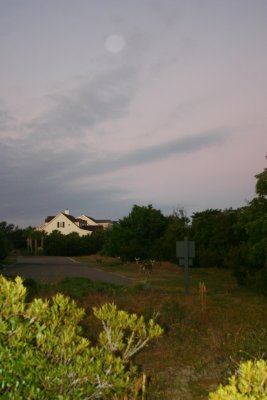 IMG_1266.jpg
