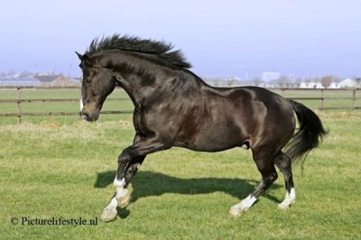 Elan my horse