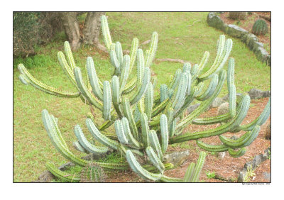 kaktus.jpg