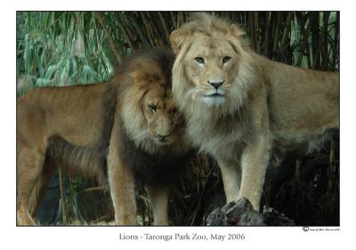 lions3.jpg