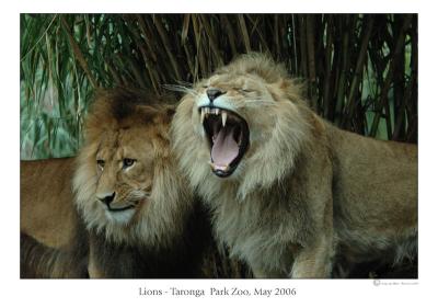 lions5.jpg