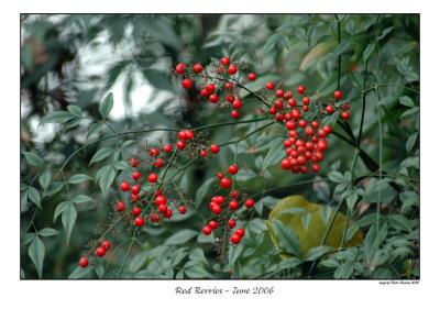 red_berries.jpg