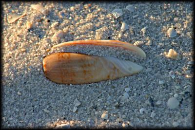g4/92/484292/3/52409431.Seashell.jpg