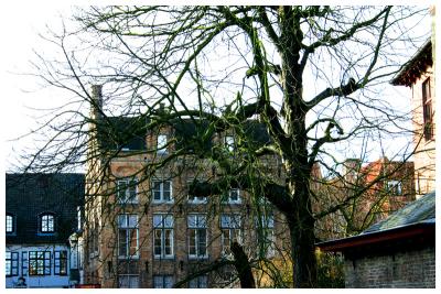 Brugge - Mossy Tree