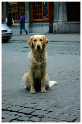 Antwerp - Dog