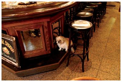 Antwerp - Dog in Restaurant