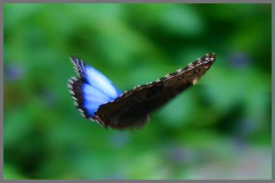 Blue Morpho in Flight