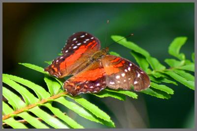 Red Lacewing