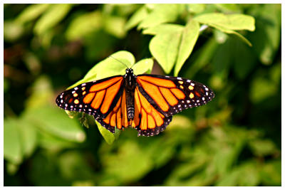 Monarch With a Bite Missing