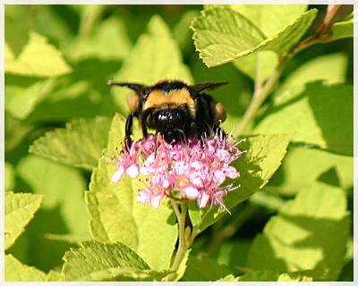Bumblebee(2)