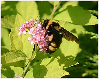 Bumblebee(3)