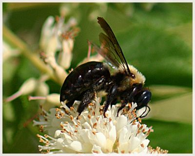 Bumblebee(5)