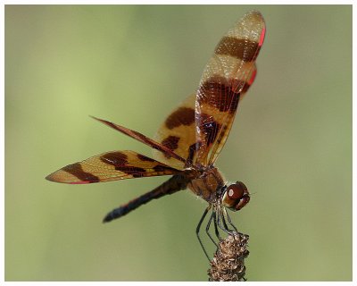 Dragonfly