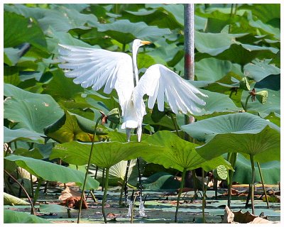 Great Egret