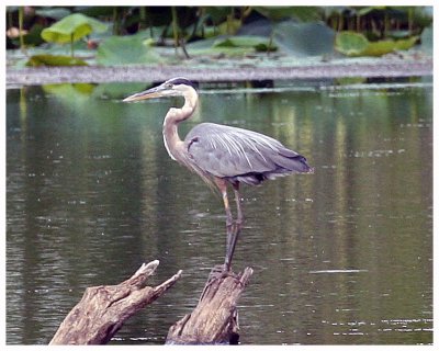 Great Blue Heron