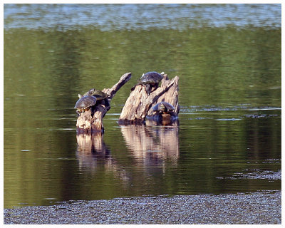 Turtles Sunning