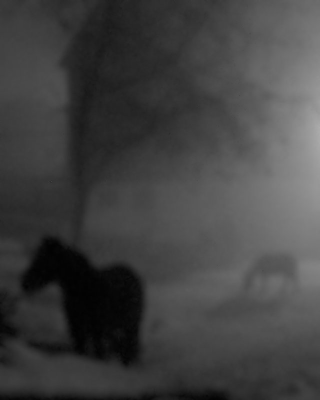 A dream about horses