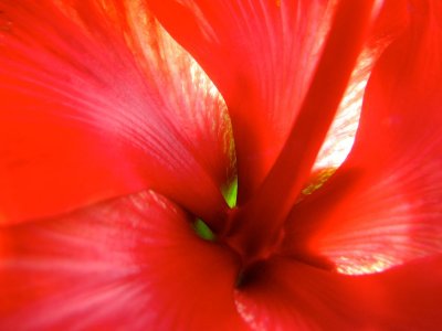Hibiscus Plant Photos