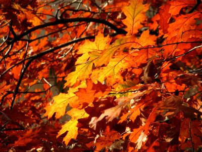 Autumn Leaves New York City Central Park