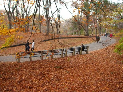 Autumn Leaves New York City Central Park