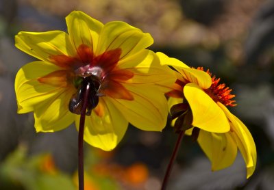 Central Park Flowers