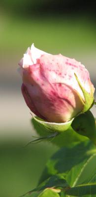 IMG_5262.JPG