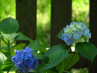IMG_8259.JPG