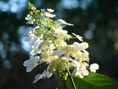 IMG_8880.JPG