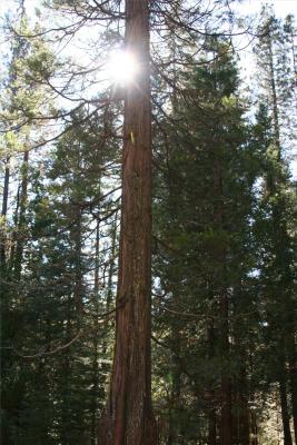Big Trees 014.jpg