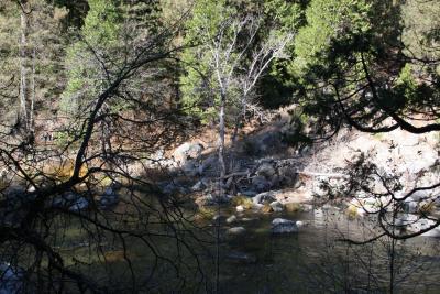 Big Trees 012.jpg
