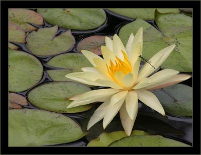 waterlily and a damsel