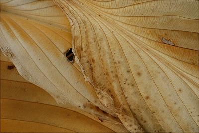 hosta