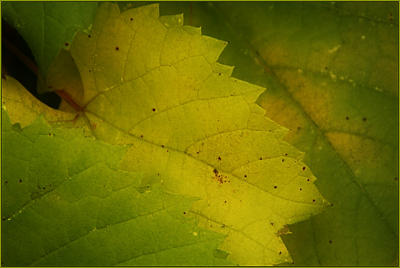 g4/92/644792/3/61315316.wildgrapes1378.jpg